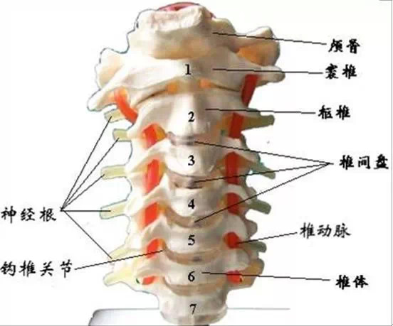 颈椎解剖全解