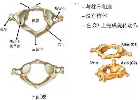 颈椎解剖全解 颈椎解剖全解