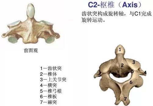 颈椎解剖全解 颈椎解剖全解