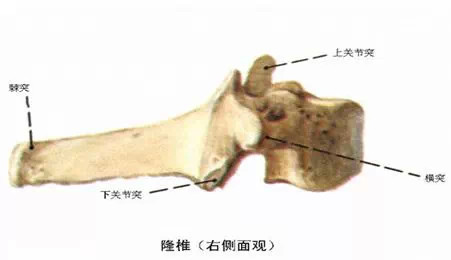 颈椎解剖全解 颈椎解剖全解