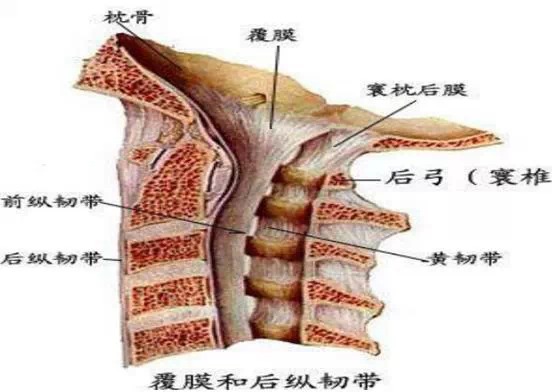 颈椎解剖全解 颈椎解剖全解