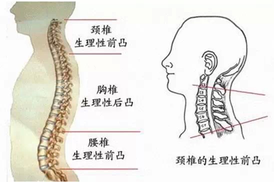 颈椎解剖全解 颈椎解剖全解