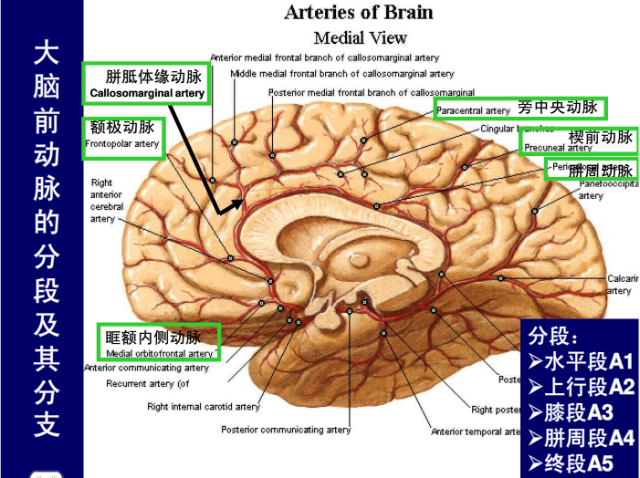 脑血管的影像解剖