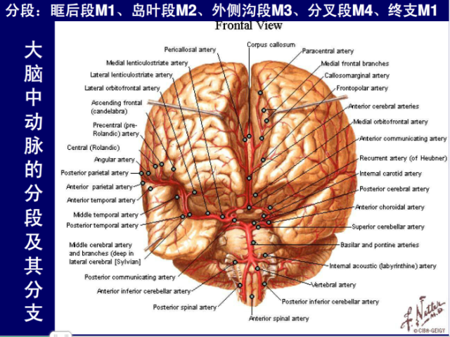 脑血管的影像解剖