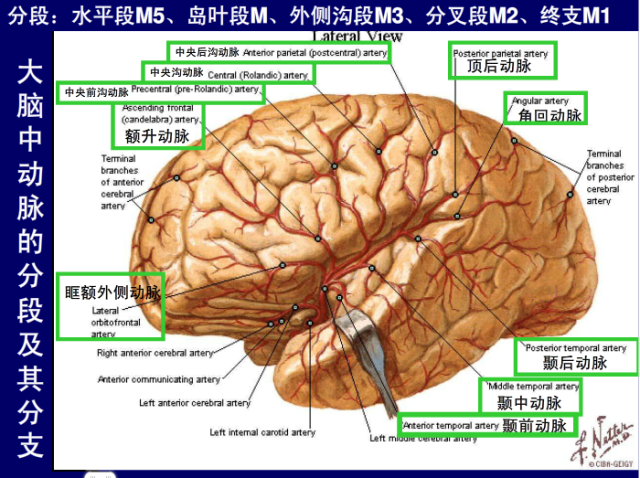 脑血管的影像解剖
