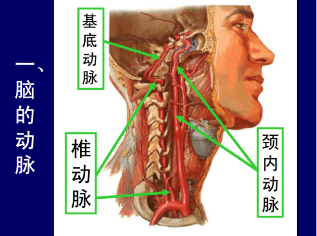 脑血管的影像解剖