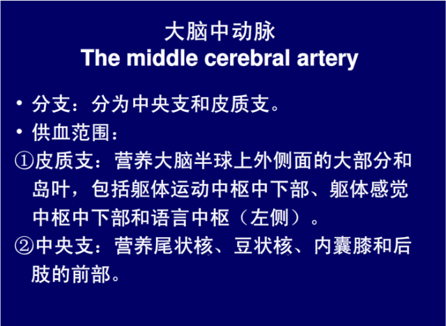 脑血管的影像解剖