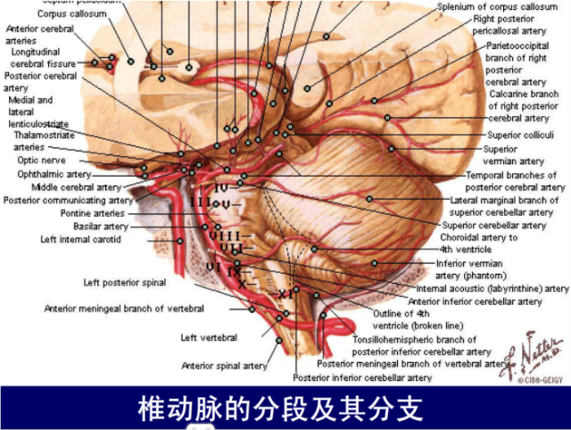 脑血管的影像解剖