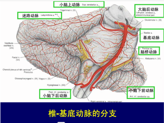 脑血管的影像解剖