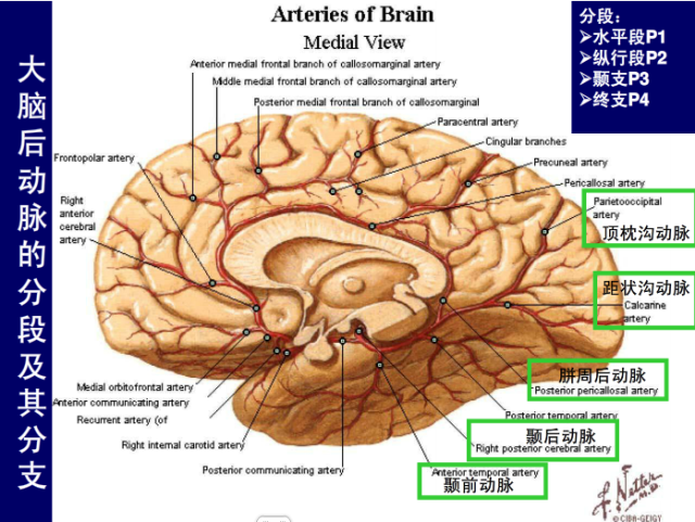 脑血管的影像解剖