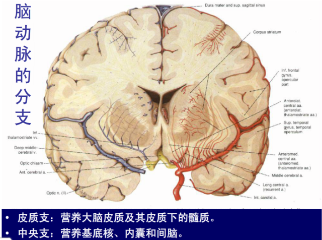 脑血管的影像解剖