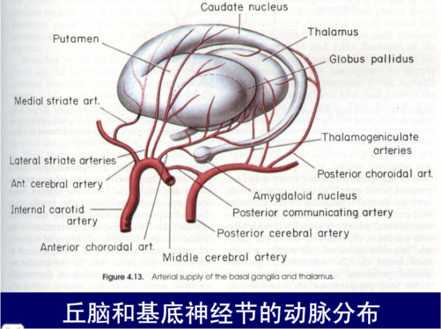 脑血管的影像解剖