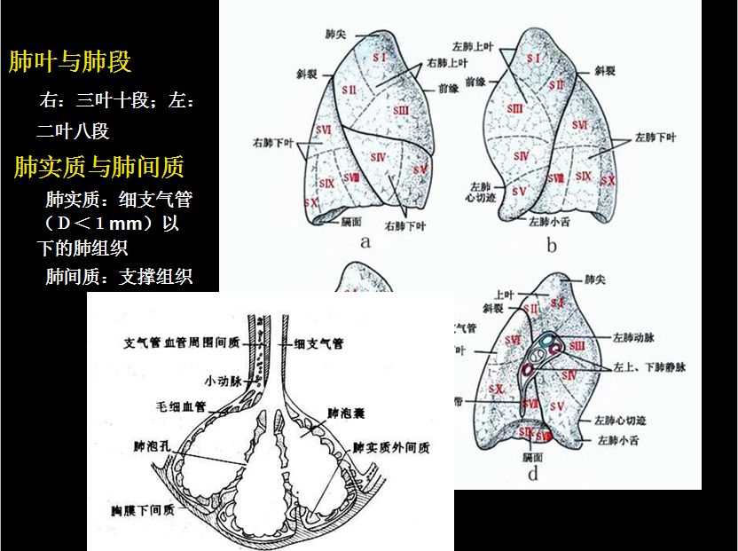 呼吸系统疾病X线诊断