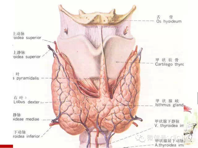甲状腺常见疾病的影像表现与鉴别诊断