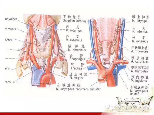 甲状腺常见疾病的影像表现与鉴别诊断