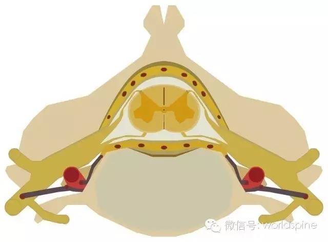 脊髓解剖 脊髓解剖