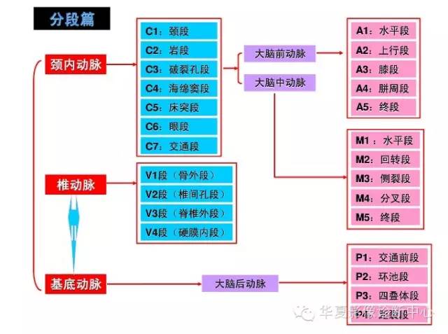 三张图让你记牢颈内动脉、椎动脉“最新”分段