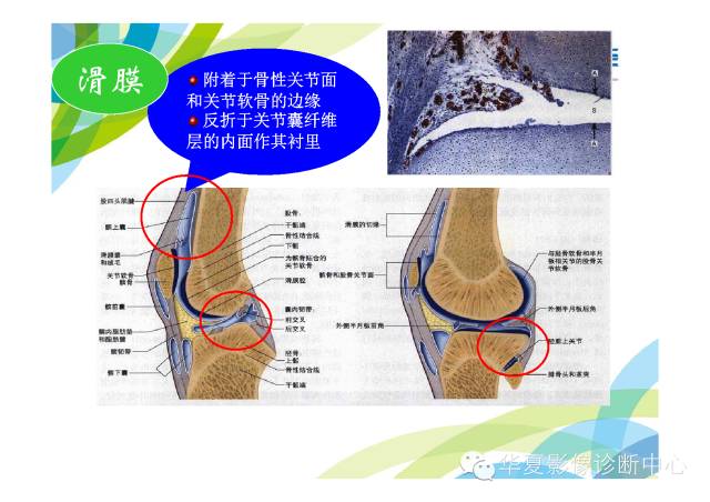 【PPT】骨肌系统影像学基本征象的再认识