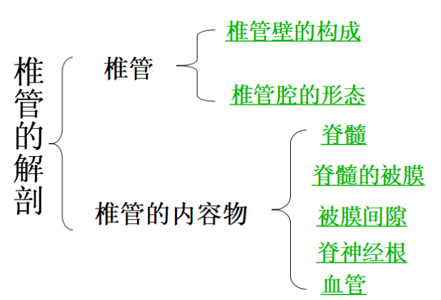 椎管解剖