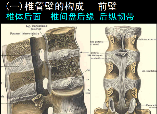 椎管解剖