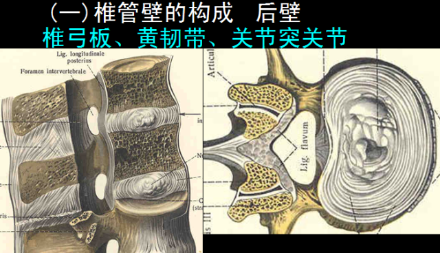椎管解剖