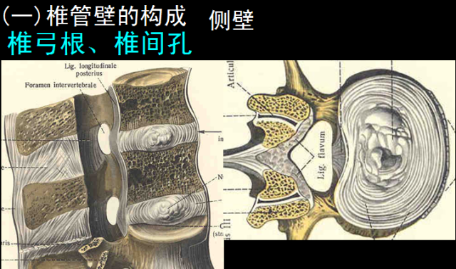 椎管解剖