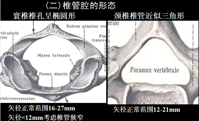 椎管解剖