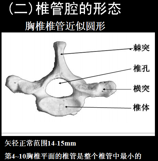 椎管解剖