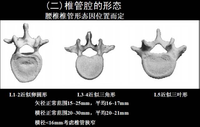 椎管解剖