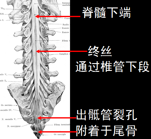 椎管解剖