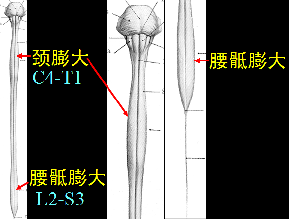 椎管解剖