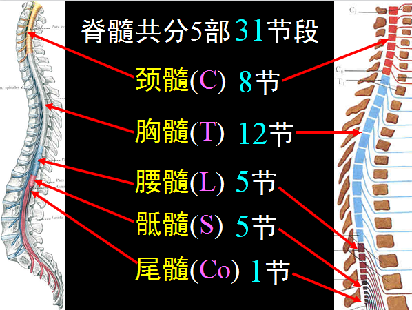 椎管解剖