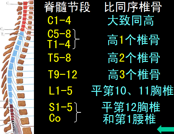 椎管解剖
