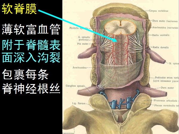 椎管解剖