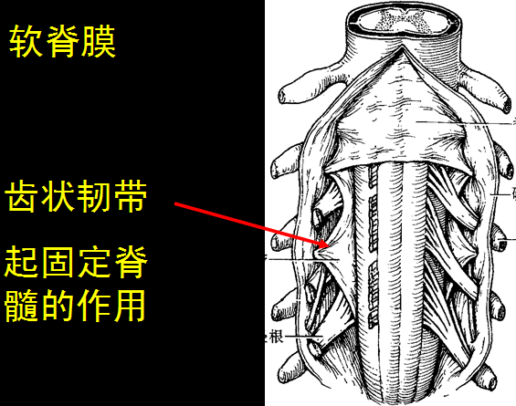 椎管解剖