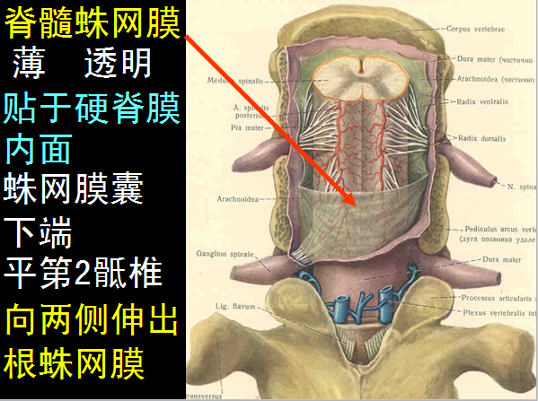 椎管解剖