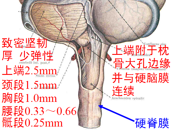 椎管解剖