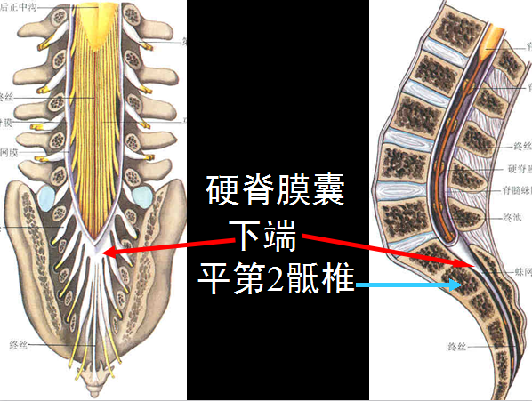 椎管解剖