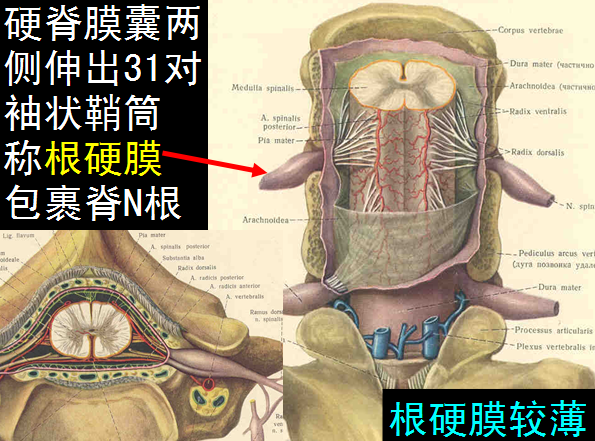 椎管解剖