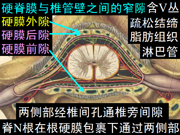 椎管解剖