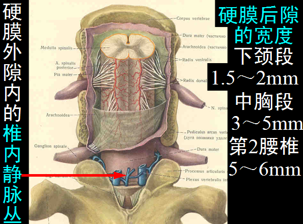 椎管解剖