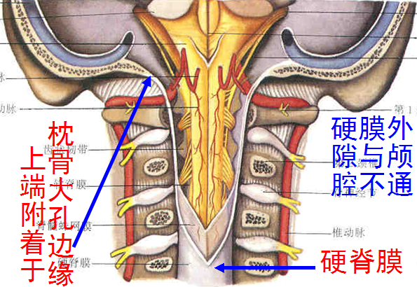 椎管解剖