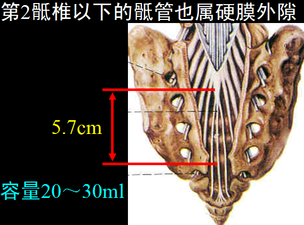 椎管解剖