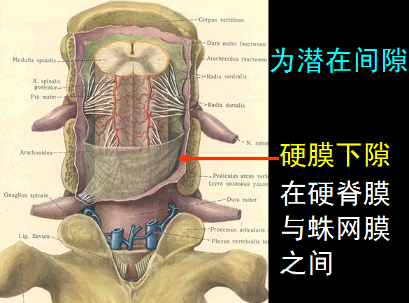 椎管解剖