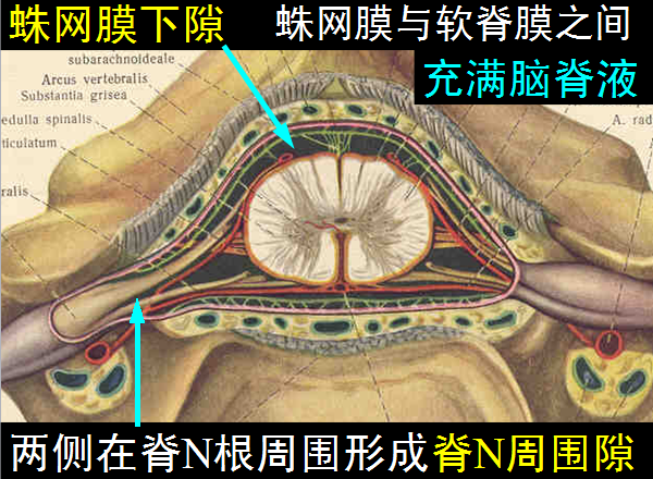椎管解剖