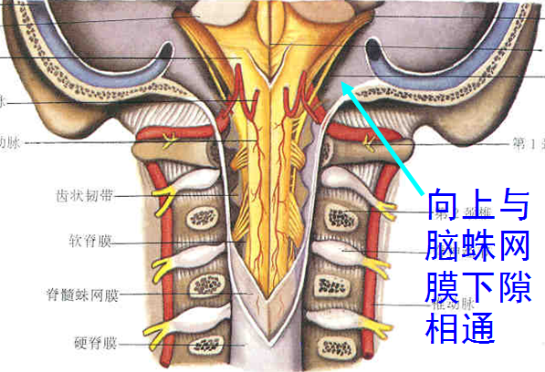 椎管解剖