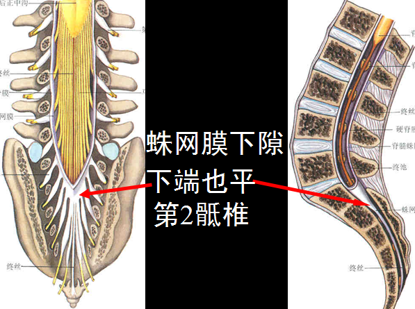 椎管解剖