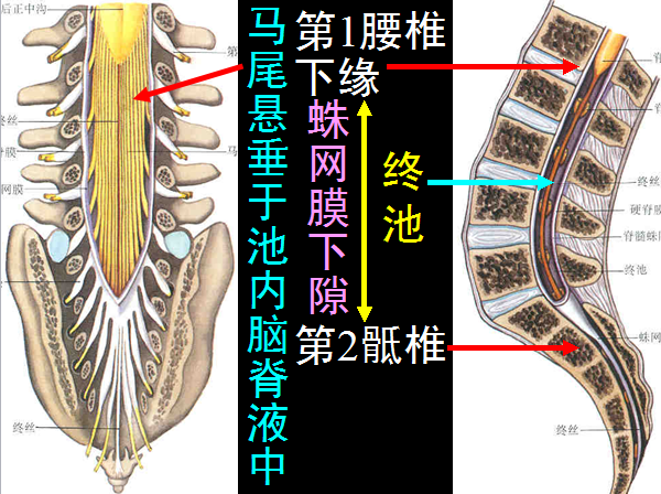 椎管解剖