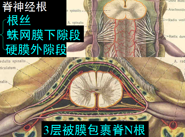 椎管解剖