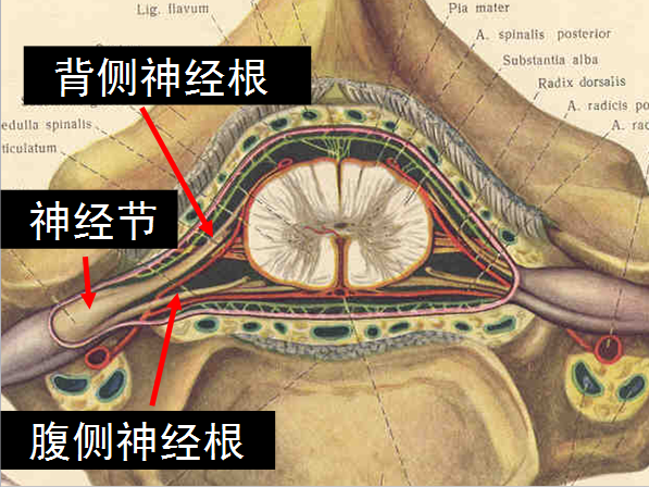 椎管解剖